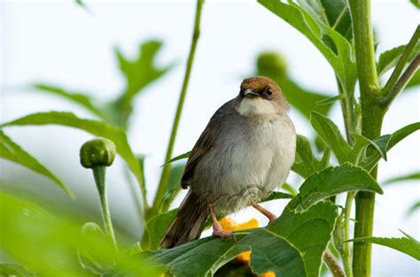 Birding Safari In Rwanda Birding Destination In Africa