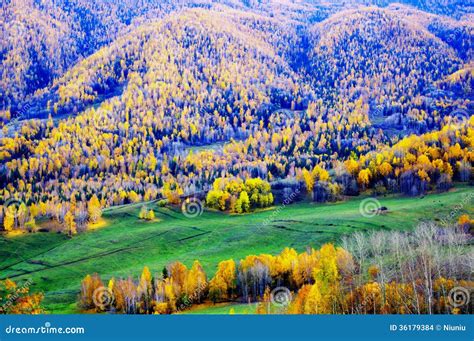 Autumn scenery of Hemu stock photo. Image of trees, birch - 36179384