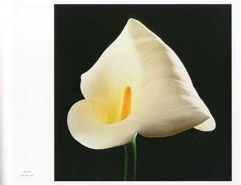 Mapplethorpe The Complete Flowers Author Robert Mapplethorpe Essay Herbert Muschamp 小宮山書店