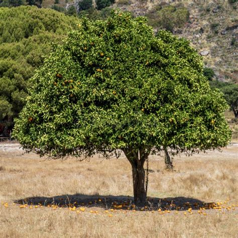 Un Rbol De Naranjas Solitario En Oto O En Un Campo Abierto Foto De