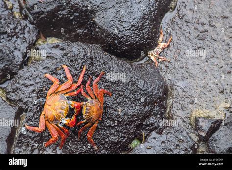 Ocean Crabs Hi Res Stock Photography And Images Alamy