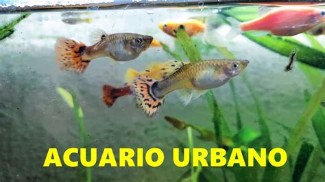 PECECILLOS PECERAS ACUARIOS PLANTADOS ANIMALITOS Y MÁS ACUARIO