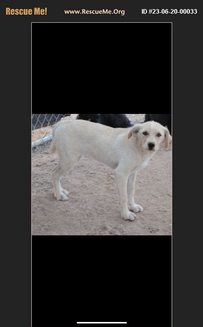 ADOPT 23062000033 Lab Rescue Casa Grande AZ