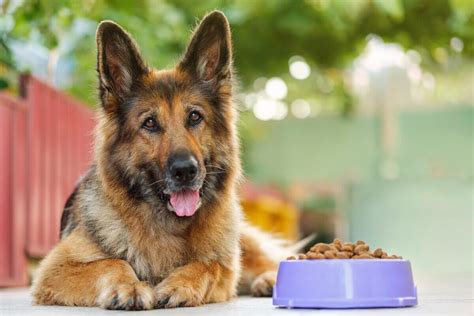 4 Características Do Cachorro Da Raça Pastor Alemão Portal Edicase