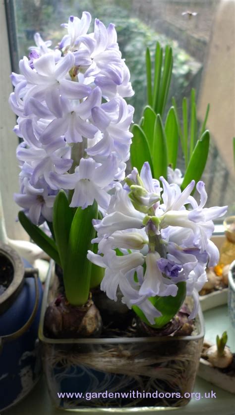 Hyacinth Varieties | garden withindoors