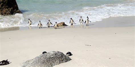 BESTE Delfine Und Wale Beobachten Boulders Beach 2023 KOSTENLOS