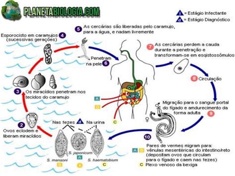 Doenças Causadas Pela água Contaminada Planeta Biologia