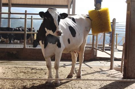 Como Avaliar O Bem Estar Das Vacas Leiteiras Compre Rural