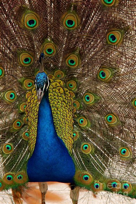 Peacock Glow Photograph By Browne And Huettner Fine Art