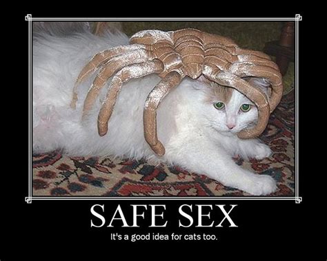 Safe Sex Ok Its A Spider So Sue Me It Looked Scarily Flickr