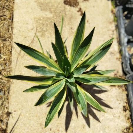 Yucca Gloriosa Variegata Yucca Variegata Comprar Yuca