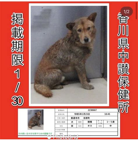 ぴつじ On Twitter Rt Kuunyan9625 至急 香川県中讃保健所収容犬 掲載期限1月30日迄 善通寺市吉原町で保護