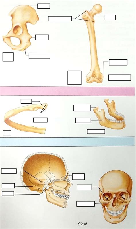 Bone Markings Diagram Quizlet