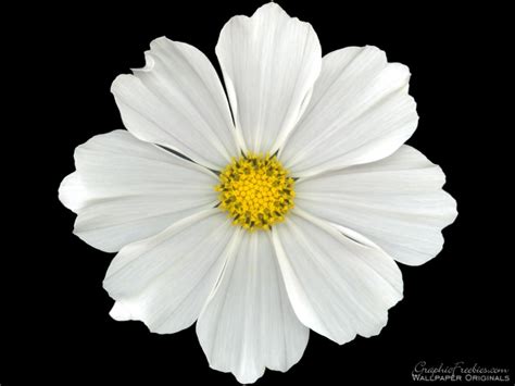 Free Simple Flowers, Download Free Simple Flowers png images, Free ...