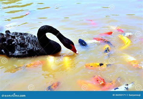 Cisne Preta Imagem De Stock Imagem De Harmonia Verde