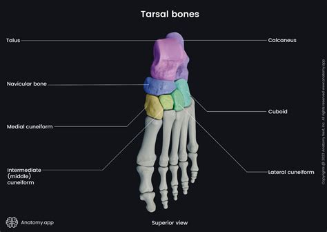 Tarsal bones | Encyclopedia | Anatomy.app | Learn anatomy | 3D models, articles, and quizzes