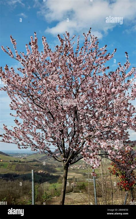 Prunus Cerasifera Nigra Cherry Plum Tree Reputable Site Rbk Bm