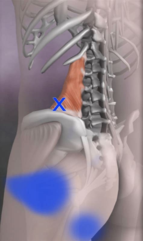 The Quadratus Lumborum Ql Muscle Massage Aha