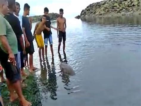 Bayi Dugong Terdampar Di Sikka Bagaimana Penanganannya