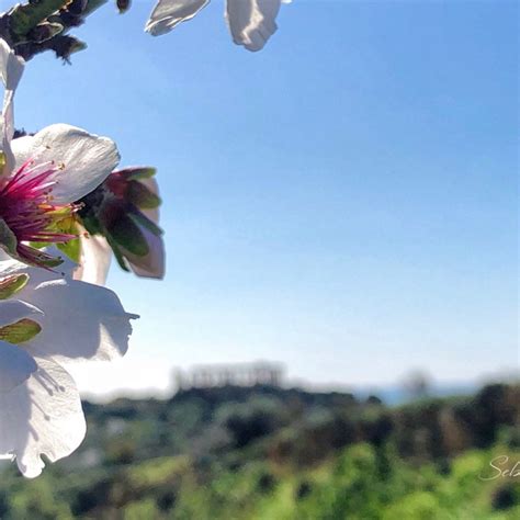 Agrigento Dopo 4 Anni Torna La Sagra Del Mandorlo In Fiore Ecco Il