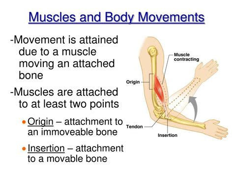 Ppt Chapter The Muscle Anatomy Powerpoint Presentation Id