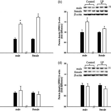 Real Time Pcr And Western Blot Analysis Of Renal Gpr At E And D