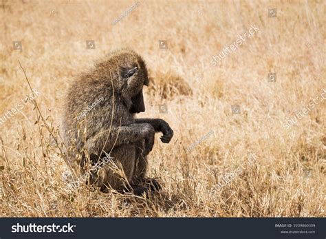 Baboon Resting Savannah Serengeti National Park Stock Photo 2209860309