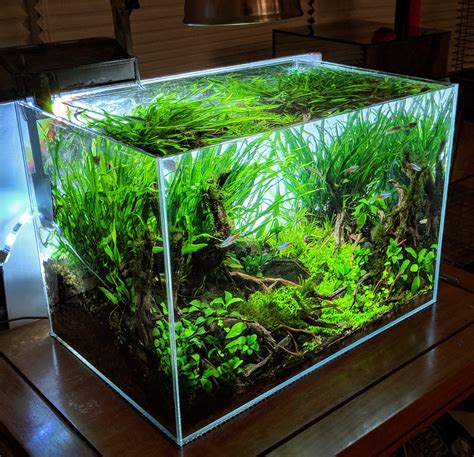 Best 15 Gallon Fish Tank: Aquarium Reviews and Setup Ideas