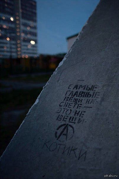 Котики - это важно | Пикабу