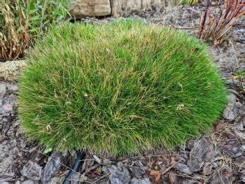 Kostrzewa Gautiera Miotlasta Pic Carlit Festuca Gautieri