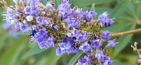 Vitex Agnus Castus Sauzgatillo Beneficios Efectos Secundarios Y Mitos