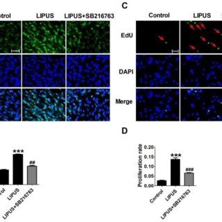 Effect On Cell Viability By Inhibitor Sb A The Cell Viability