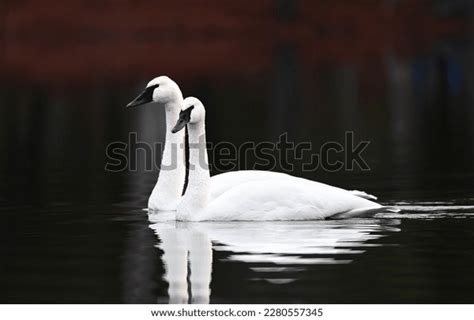 Trumpeter Swan: Over 5,520 Royalty-Free Licensable Stock Photos ...