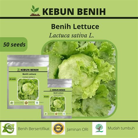 Jual Benih Selada Head Kanita F1 Selada Kepala Selada Krop Kualitas