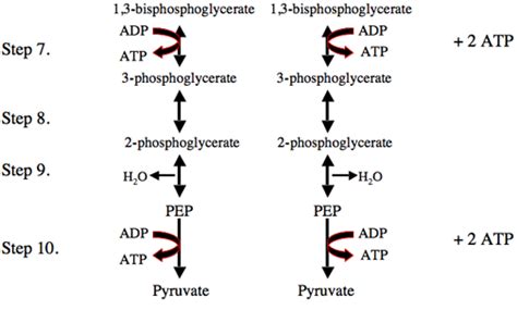 Glycolysis