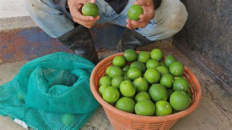 Forma correcta de Almacenar trasladar o importar limón al mercado