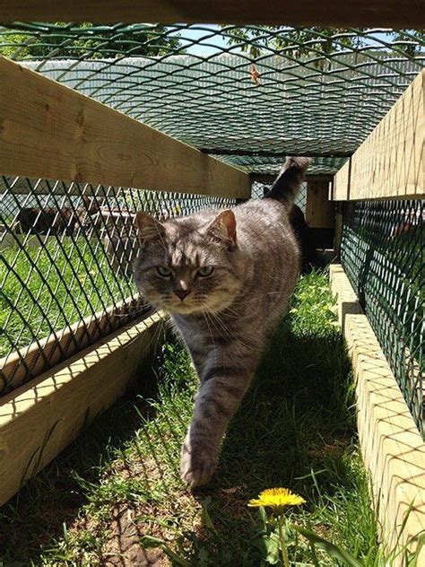 How To Build A Catio Your Cat Will Love Artofit