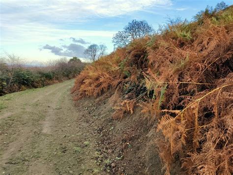 Bracken Along The Bridleway Mat Fascione Cc By Sa Geograph