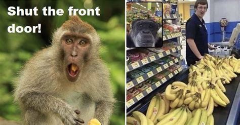 The 29 Funniest Monkey Memes, Ranked