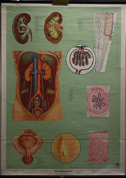 Lehrtafel Nieren Und Harnsystem Krankenhausmuseum Bielefeld E V