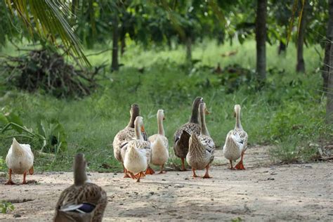 12 Safe and Delicious Duck Treats • New Life On A Homestead