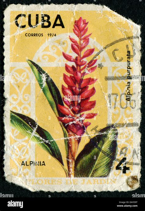 CUBA CIRCA 1974 A Stamp Printed In The CUBA Shows A Flora Life The