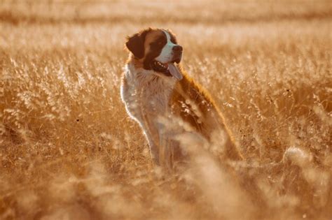 Cachorros são bernardo brincando em um parque ao pôr do sol Foto Premium