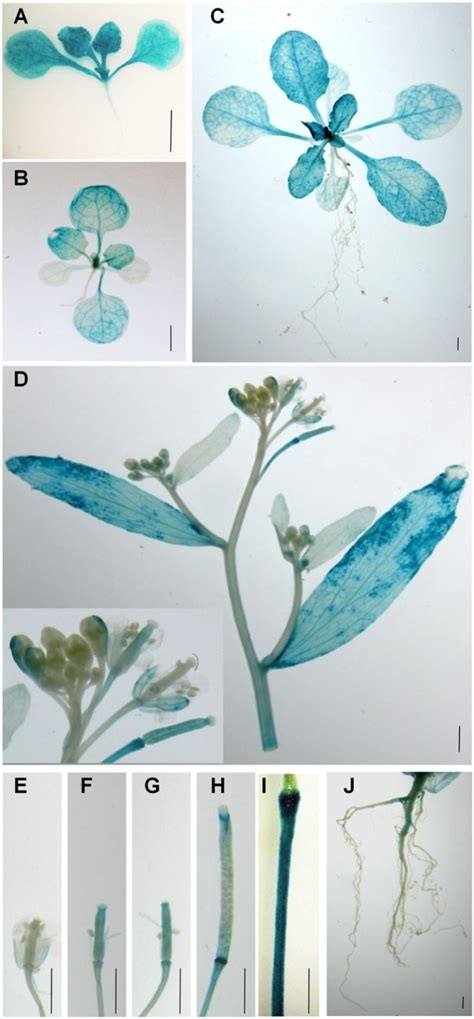 Spatial and temporal expression of PLA2α Spatiotemporal expression