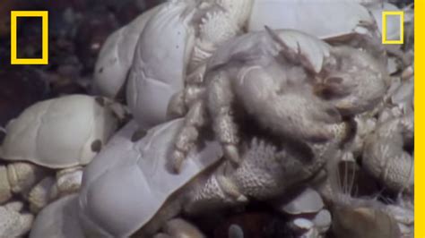 Ghostly Yeti Crab Swarms Discovered Near Antarctica National