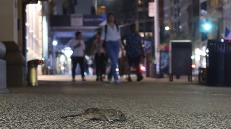 Chicago Wins Title Of Americas Most Rat Infested City For 9th Year In Row Allsides