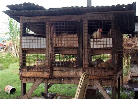 Kandang Ayam Kampung Ayam Kampung