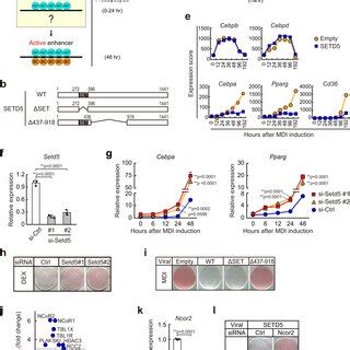 Setd Associates With Ncor And Hdac To Inhibit Cebpa And Pparg