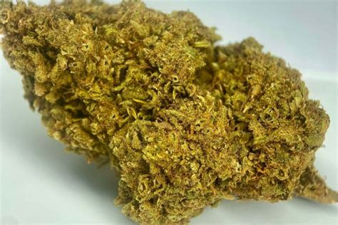 WHITE RHINO Fleur De CBD Greenhouse High Quality CBDOO Fr