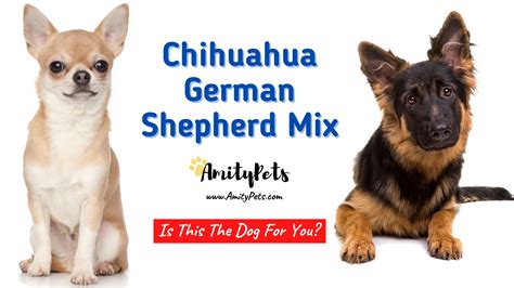 Chihuahua German Shepherd Mix [rare and unique dog that can be a great ...